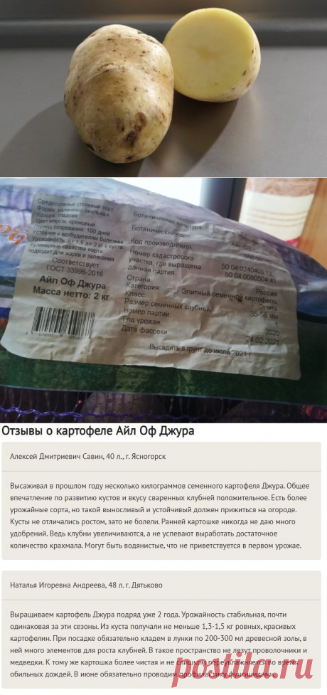 В этом году выращиваю новый элитный картофель Айл оф Джура — рассказываю, чем понравился, что ожидаю | Блоггерство на пенсии | Яндекс Дзен