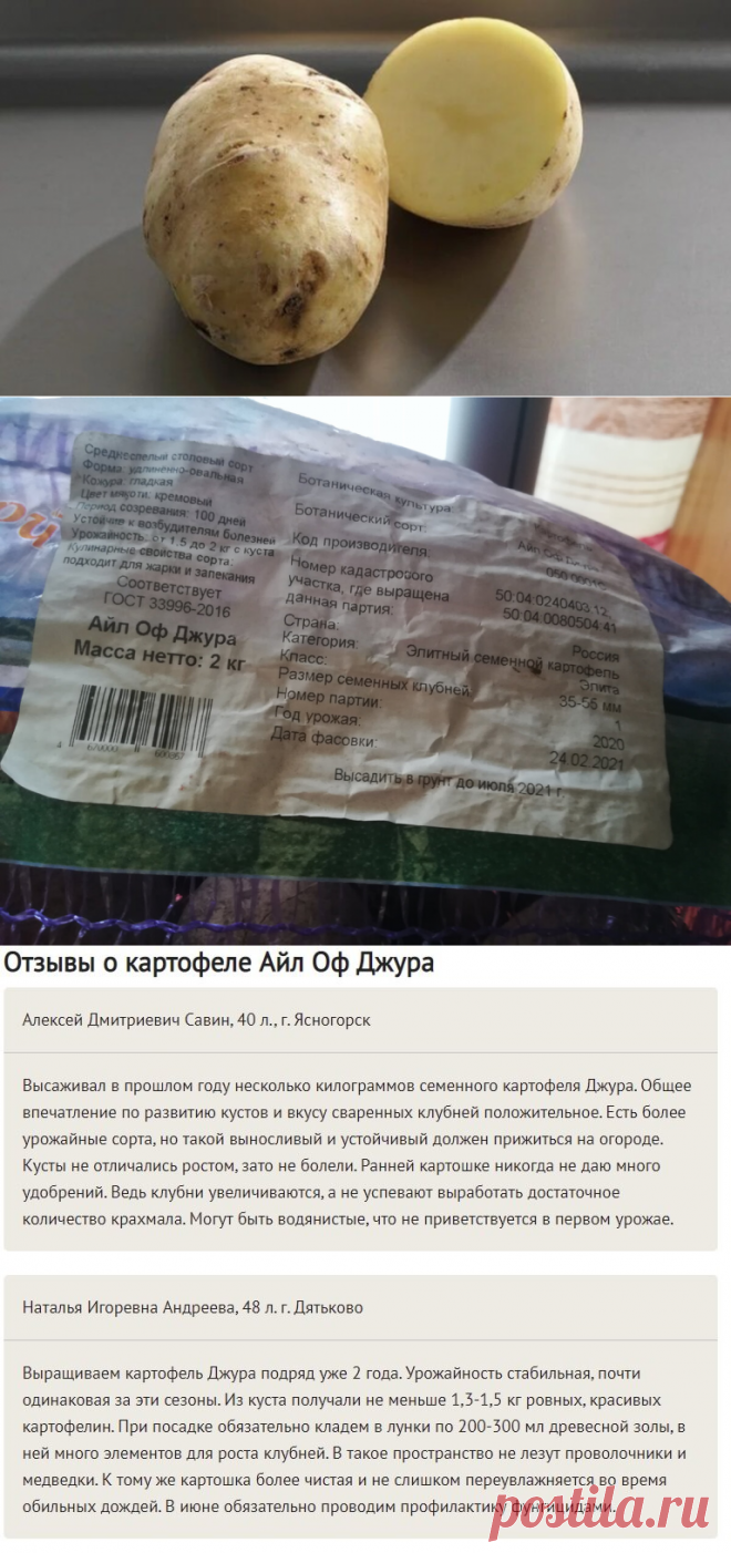 В этом году выращиваю новый элитный картофель Айл оф Джура — рассказываю, чем понравился, что ожидаю | Блоггерство на пенсии | Яндекс Дзен