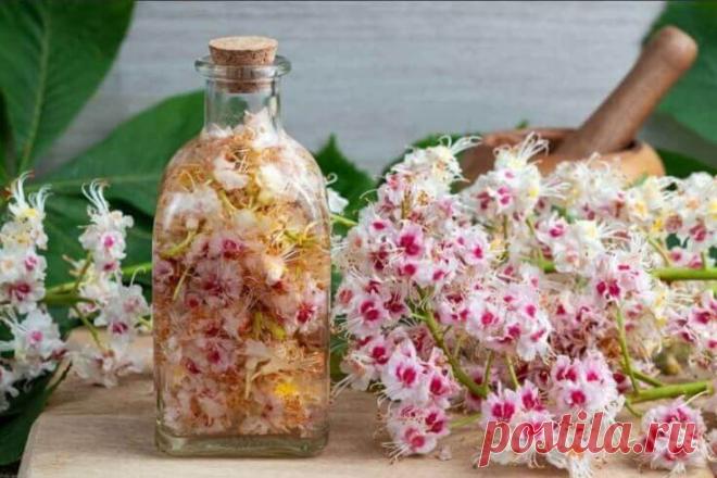 Цвет каштана — ценное лекарство: лечат лейкемию, опухоли мозга, варикоз и тромбофлебит