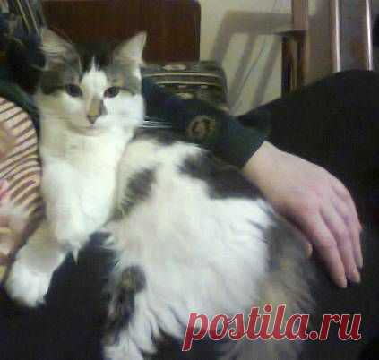 Блохи у кошки, как избавиться от блох | vita-jizn.net
Блохи у кошки могут появиться даже, если она не гуляет сама по себе. 9 народных методов, как избавиться от прыгучих блох у кошки...