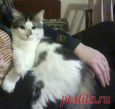 Блохи у кошки, как избавиться от блох | vita-jizn.net
Блохи у кошки могут появиться даже, если она не гуляет сама по себе. 9 народных методов, как избавиться от прыгучих блох у кошки...