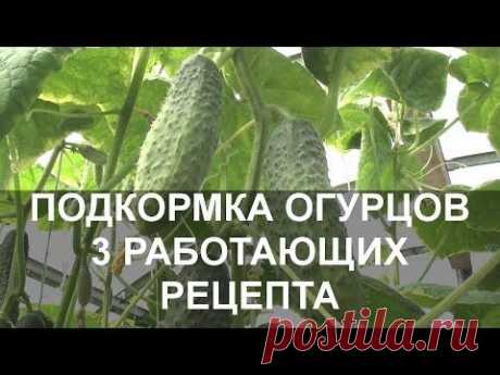 Подкормка Огурцов Народными Средствами 3 Работающих Рецепта - YouTube