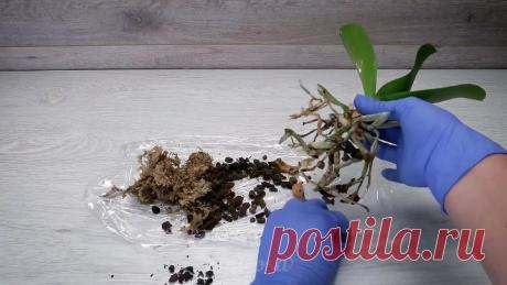 Легкие способы размножения орхидей: как выращивать орхидеи в домашних условиях