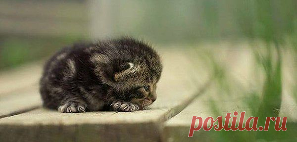 Мой Мир@Mail.Ru