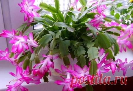 Лучшие подкормки для декабриста
