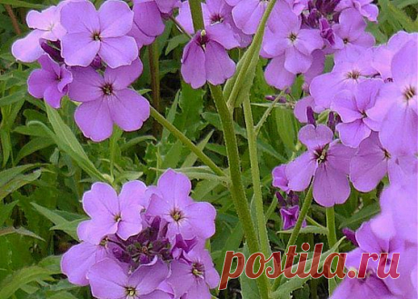 Цветы гесперис (вечерница): фото и выращивание.