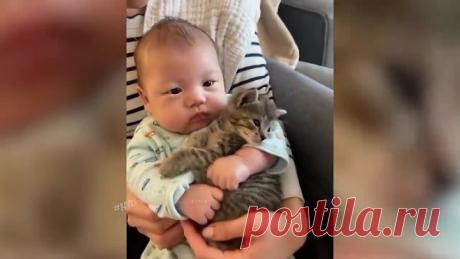 🐾🐾 Смешные животные 😼 🔸 174 🔸 🐶 Восхитительные коты и собаки 2022 🐾