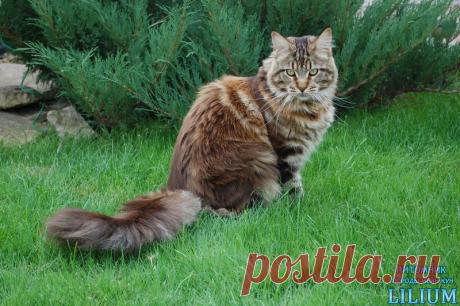 Кошка мейн кун Ice Blizzard Lilium 10 месяцев — Питомник Мейн-кунов &quot;Lilium&quot;