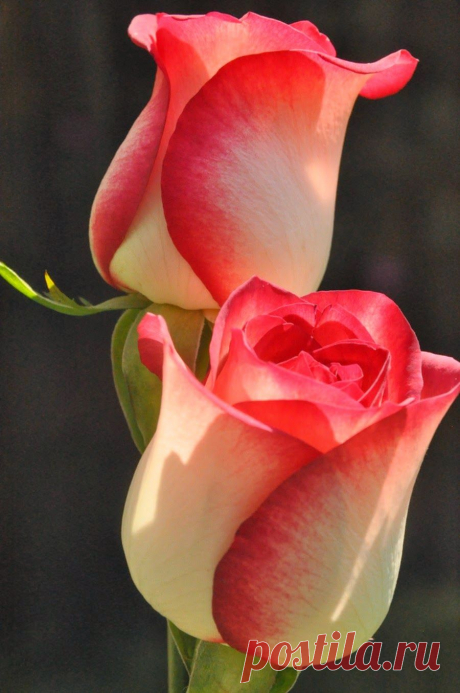 The 14 Most Beautiful Flowers In The World | The Ultimate Photos | Anne Evans приколол(а) это к доске Flowers