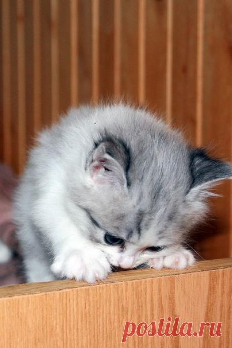 Киски и другие чудеса природы! | Фотографии Ирина Иванова | 77 фото