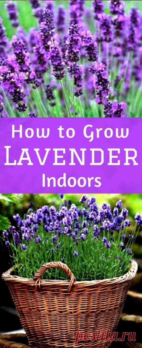 Lavender Plant Indoors