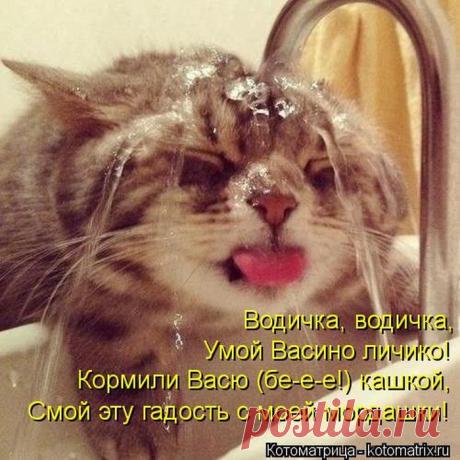 Родительское собрание (котоматрица) | Обхохочешься