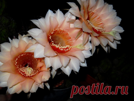 Do Re Mi Tres echinopsis en la noche calurosa , para dar alegría con las notas musicales y  poner color a la oscuridad ¡! En la primera mitad del siglo XI, fue  Guido de Arezzo  quien  ideó el pentagrama y dio nombre a las notas musicales, inspiradas en las sílabas iniciales de unos versos dedicados a San Juan Bautista, Do “Ut queant laxis”. En un principio, la nota DO se llamó UT. Hoy en día sólo se utiliza en el idioma alemán y para el Canto Gregoriano “Re sonare fibris“...
