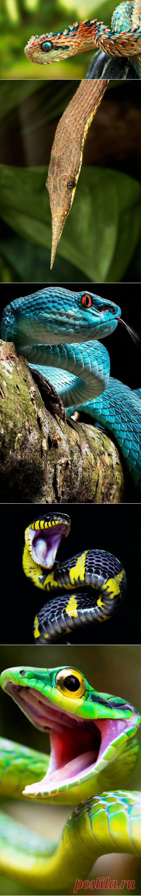 (78) Pinterest
