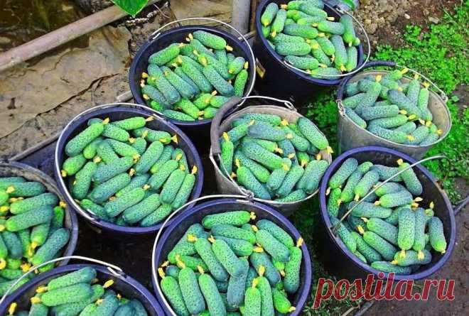 Ради 1 сорта огурцов, я отказалась от всех других | Когда не справляюсь с урожаем, раздаю огурцы в дар | Садоводус | Пульс Mail.ru