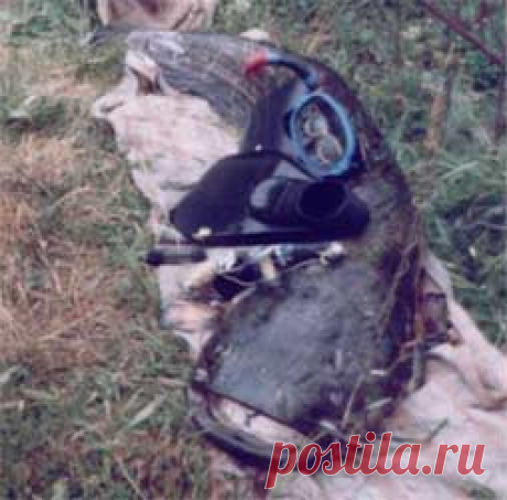 Ловля сома