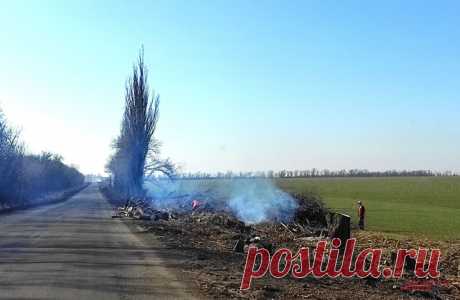 В ЛНР рассказали об ущербе после уничтожения Киевом лесов в Донбассе. Хвойные леса служили в регионе естественной дренажной системой.