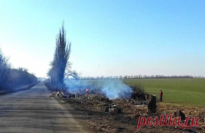 В ЛНР рассказали об ущербе после уничтожения Киевом лесов в Донбассе. Хвойные леса служили в регионе естественной дренажной системой.