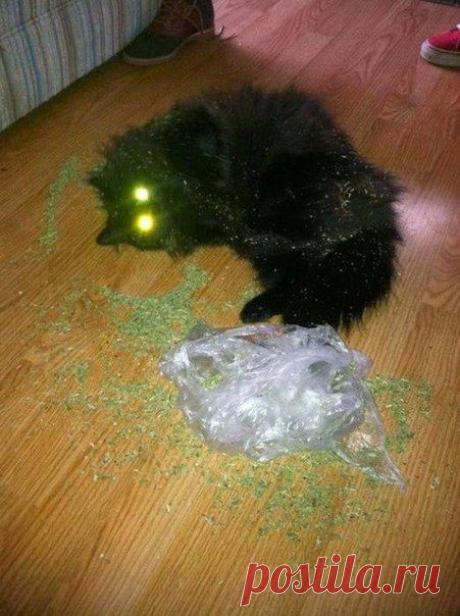 Приключения котов под валерьянкой :) | Пропорции счастья