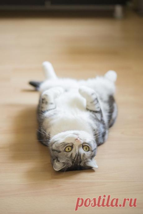 Attack of the cute