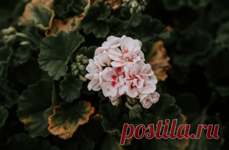 4 капли в молоко — и чахлая герань взорвётся цветочными шапками: не подкормка, а сказка - Nakhodka.Media Герань — это одно из самых популярных комнатных растений, которое радует нас своим ярким цветением и зеленью на протяжении всего года. Чтобы ваша герань была здоровой и пышной, важно не только правильно ухаживать за ней, но и выбрать подходящее удобрение. Эксперты из тг-канала Комнатные цветы (18+) рассказывают, как приготовить натуральное удобрение для герани, чтобы об...