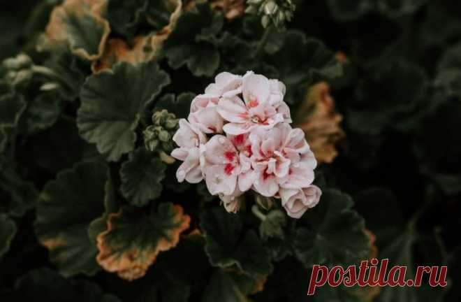 4 капли в молоко — и чахлая герань взорвётся цветочными шапками: не подкормка, а сказка - Nakhodka.Media Герань — это одно из самых популярных комнатных растений, которое радует нас своим ярким цветением и зеленью на протяжении всего года. Чтобы ваша герань была здоровой и пышной, важно не только правильно ухаживать за ней, но и выбрать подходящее удобрение. Эксперты из тг-канала Комнатные цветы (18+) рассказывают, как приготовить натуральное удобрение для герани, чтобы об...