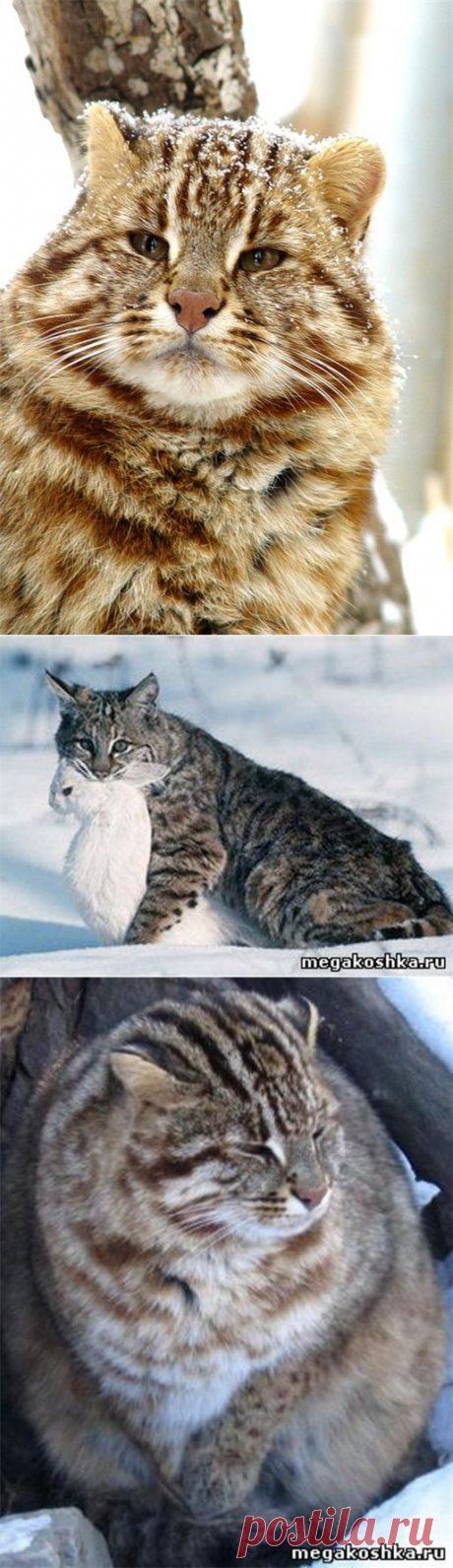 Лесной кот — Воротила