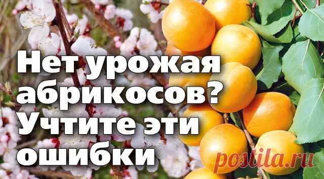 Почему абрикос не цветет или не плодоносит: причины и что делать