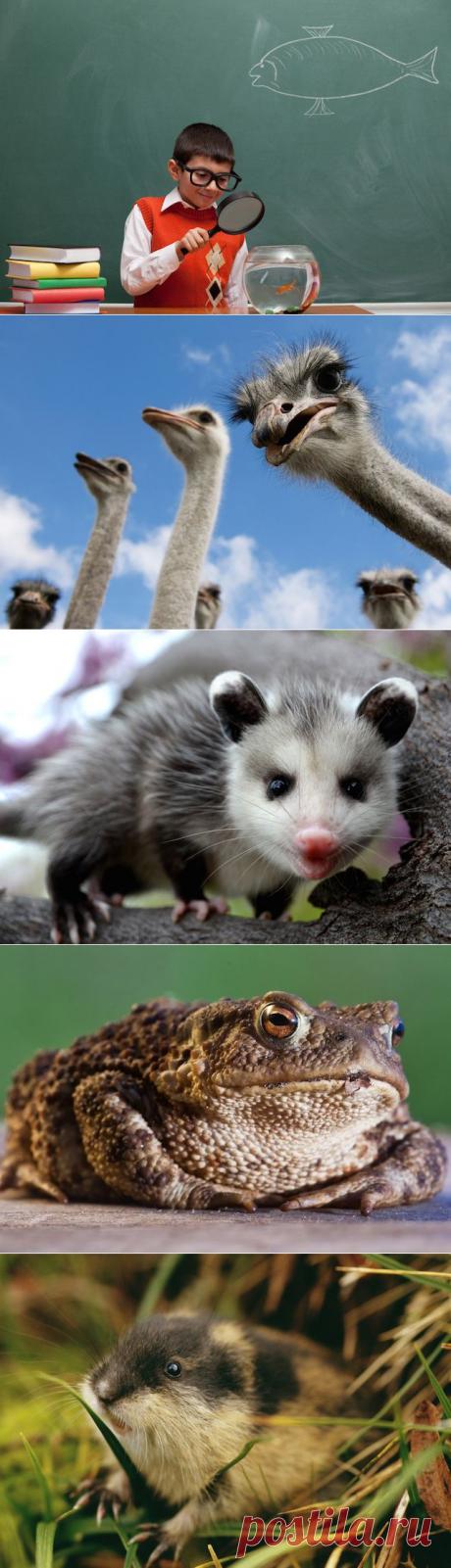 10 ложных фактов о животных, которые большинство считает правдой