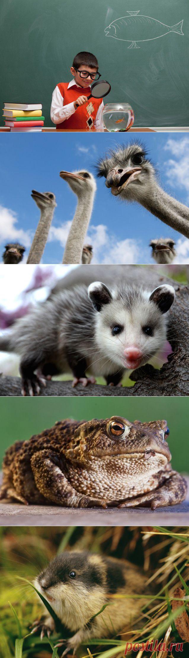 10 ложных фактов о животных, которые большинство считает правдой