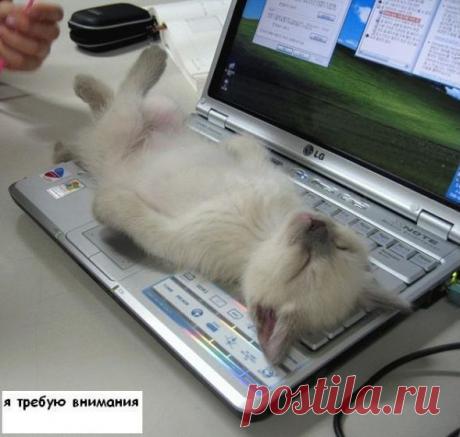 УТРЕННЯЯ ПОБУДКА | KotoMail.ru