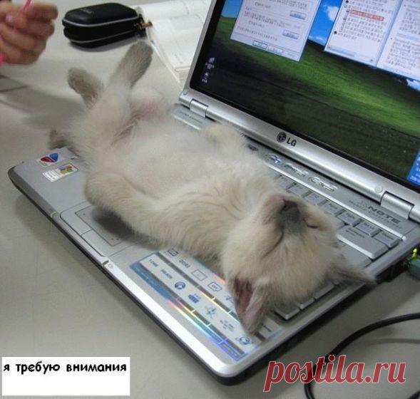 УТРЕННЯЯ ПОБУДКА | KotoMail.ru