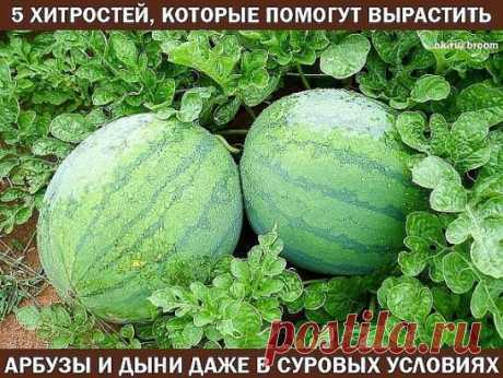 В средней полосе России лето короткое и часто прохладное, а в таких условиях бахчевые культуры могут не успеть дать урожай. Однако вырастить спелые, вкусные и ароматные плоды можно даже на северо-западе России.
Хитрость первая: двойное укрытие
При таком способе арбузы и дыни высевают в открытый грунт на глубину 3-4 см: арбузы через 1,5–2 м друг от друга, дыни – через 1–1,2 м. В каждую кладу по 2–3 семени. Но делают это не в конце мая, как обычно рекомендуется, а в первой половине – тогда им хв