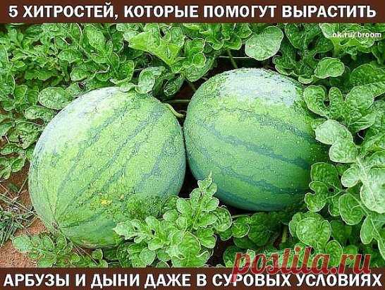 В средней полосе России лето короткое и часто прохладное, а в таких условиях бахчевые культуры могут не успеть дать урожай. Однако вырастить спелые, вкусные и ароматные плоды можно даже на северо-западе России.
Хитрость первая: двойное укрытие
При таком способе арбузы и дыни высевают в открытый грунт на глубину 3-4 см: арбузы через 1,5–2 м друг от друга, дыни – через 1–1,2 м. В каждую кладу по 2–3 семени. Но делают это не в конце мая, как обычно рекомендуется, а в первой половине – тогда им хв