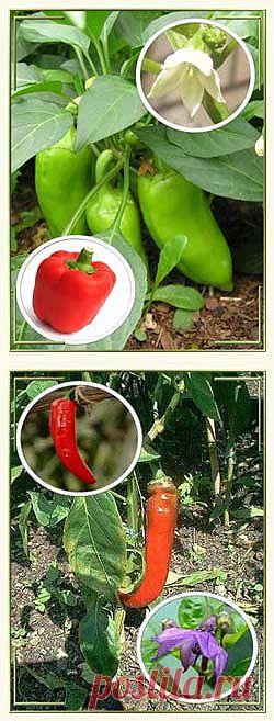 Перец сладкий и острый.