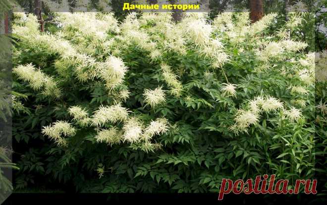 Десятилетиями без пересадок: долгоживущий цветник - цветы не требующие пересадки | Дачные истории | Дзен