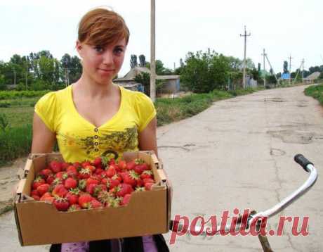 «Клубничное село» в Одесской области зарабатывает на ягоде 3 млн грн в год и подумывает о лимонах  (фото) | Новости Одессы