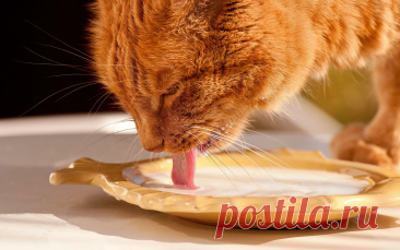 🐱5 ошибок, которые владельцы совершают в кормлении кошек | Нос, хвост, лапы | Дзен