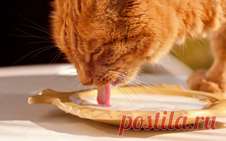 🐱5 ошибок, которые владельцы совершают в кормлении кошек | Нос, хвост, лапы | Дзен