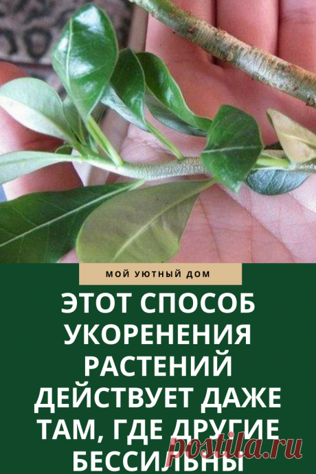 Укоренение растений необычным способом