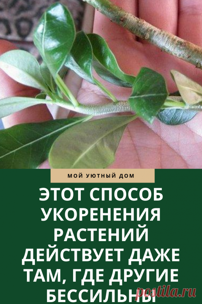 Укоренение растений необычным способом