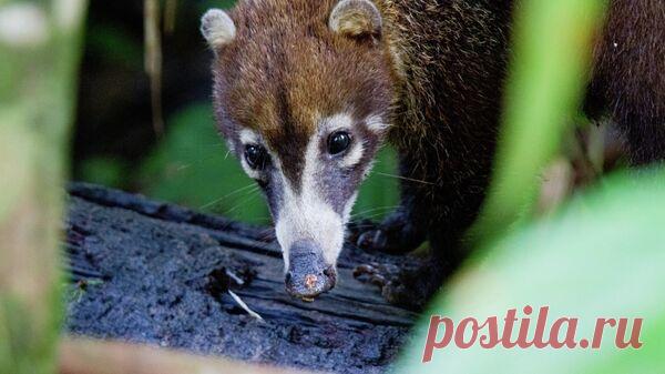 В Московский зоопарк доставили спасенную от контрабандистов носуху