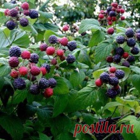 Кумберленд, или черная малина | Садовод (Усадьба)