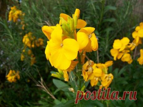 Желтофиоль, или лакфиоль, фото | Каталог садовых растений