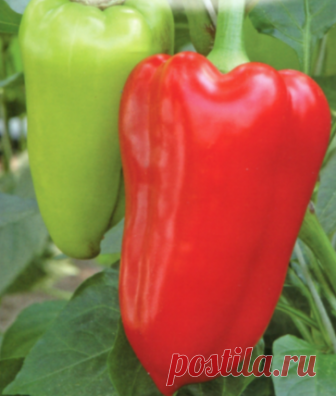 Сорта перца сладкого толстостенного для открытого грунта и теплицы