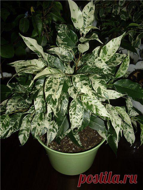 Любителям ФИКУСов посвящается! -> Ярпортал, форум Ярославля