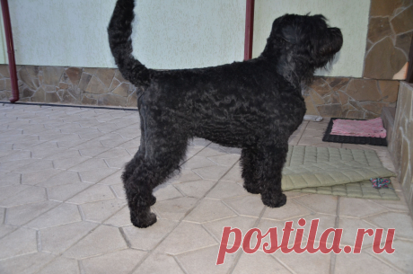 Черный терьер.Герцог Анжуйский (Гард),3 года