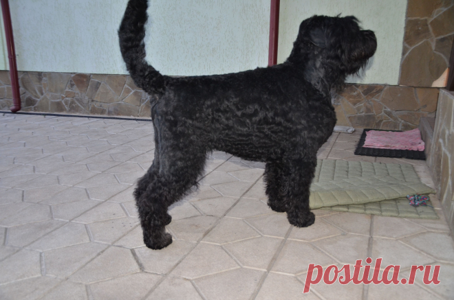 Черный терьер.Герцог Анжуйский (Гард),3 года