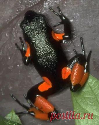 Fantástico Natureza,linda!!!