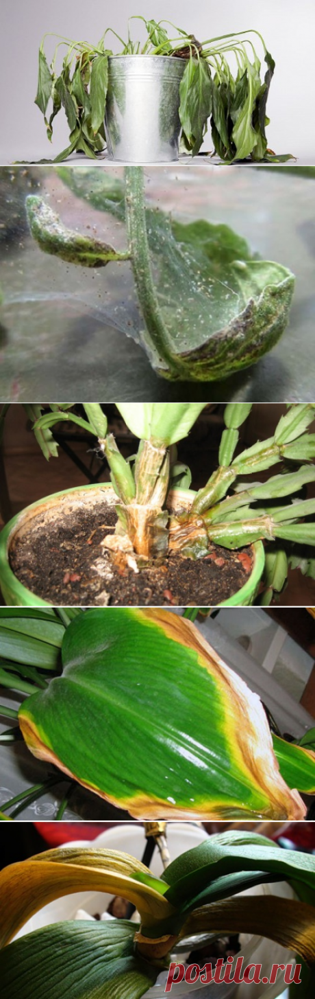 Всего 4 правила — и твои горшки с цветами никогда не будут выглядеть подобным образом!